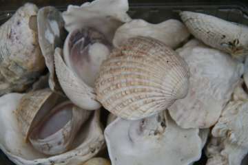 Bild-39