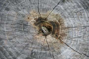 Bild-237